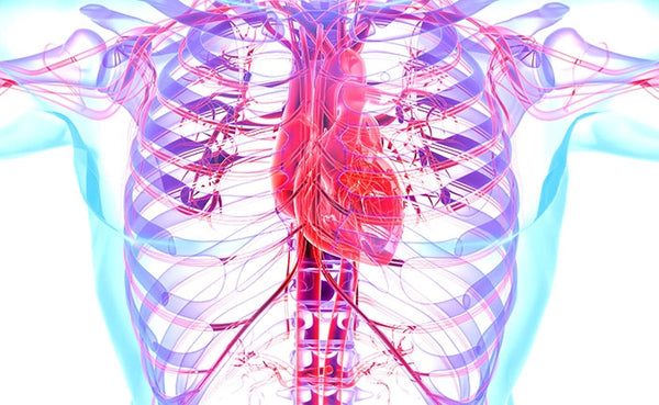 Level 3 Anatomy & Physiology